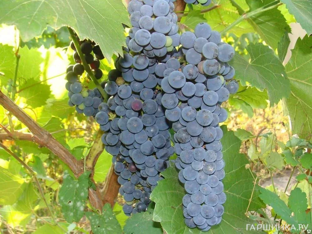 Виноград Неретинский неукрывной