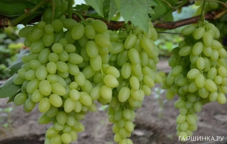 Виноград Кишмиш Столетие бессемянный урожайный