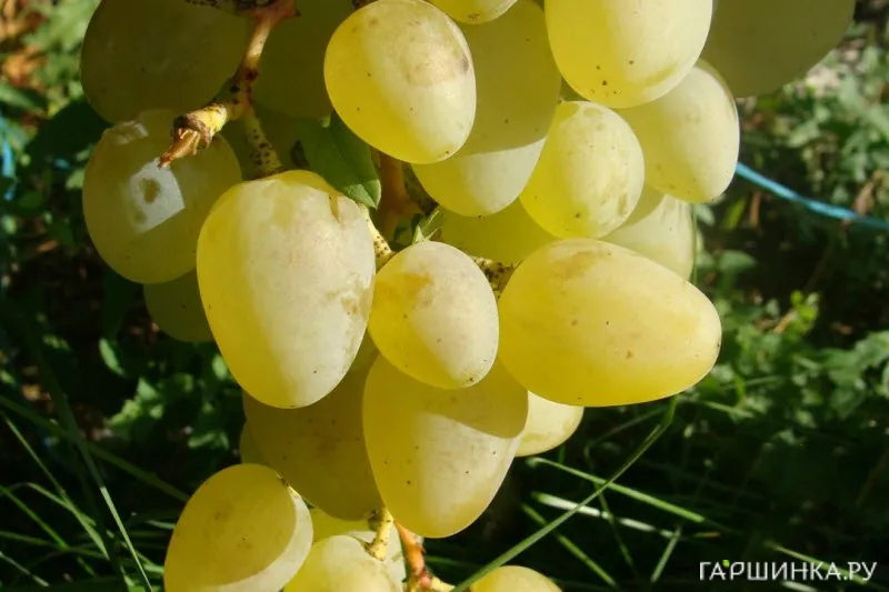 Виноград Монарх столовый