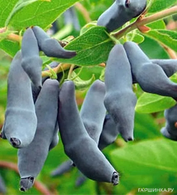 Жимолость Гордость Бакчара