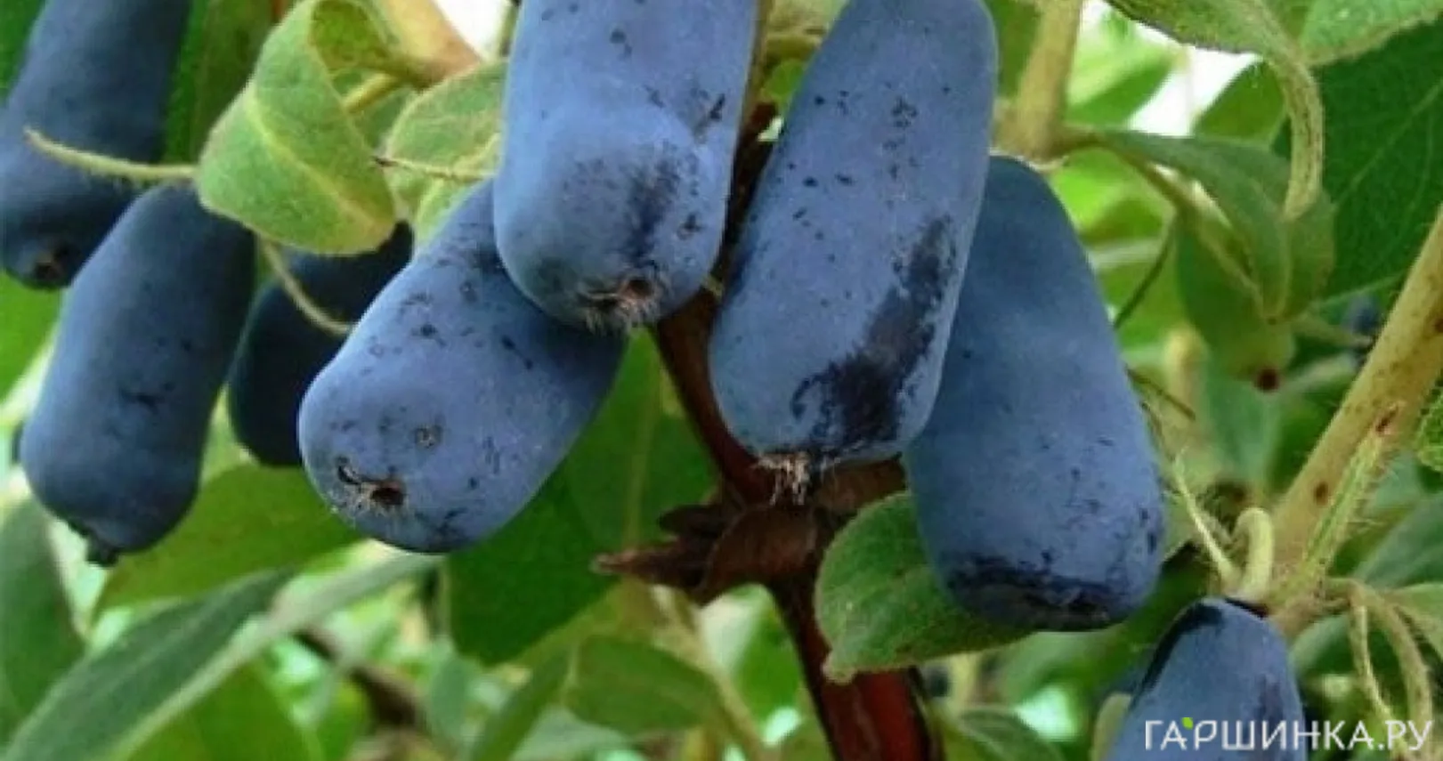 Жимолость Труженица