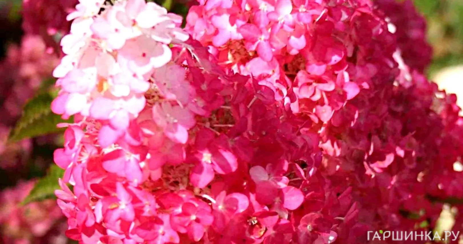 Гортензия Фрайз Мельба (Клубничная Мельба) метельчатая