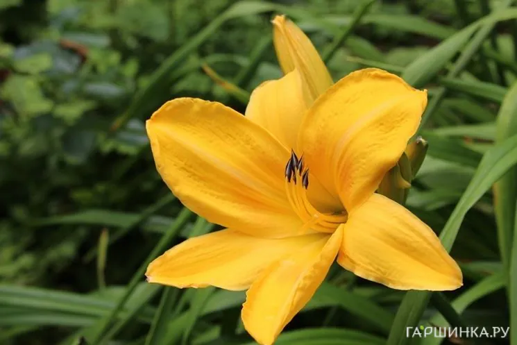 Лилейник Чикаго Санрайз