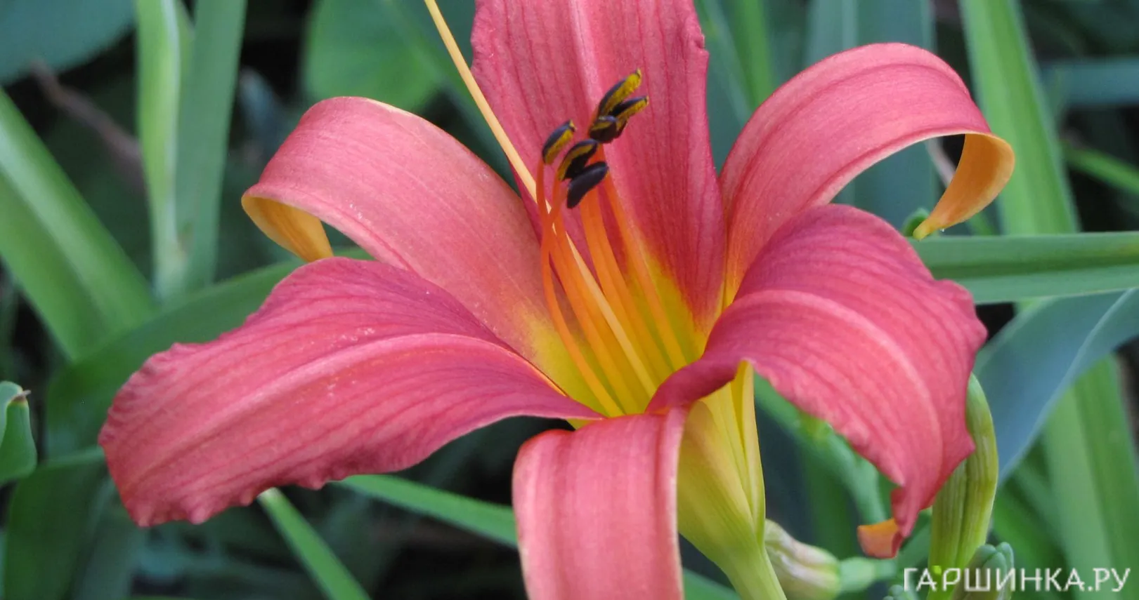 Лилейник Пинк Дамаск