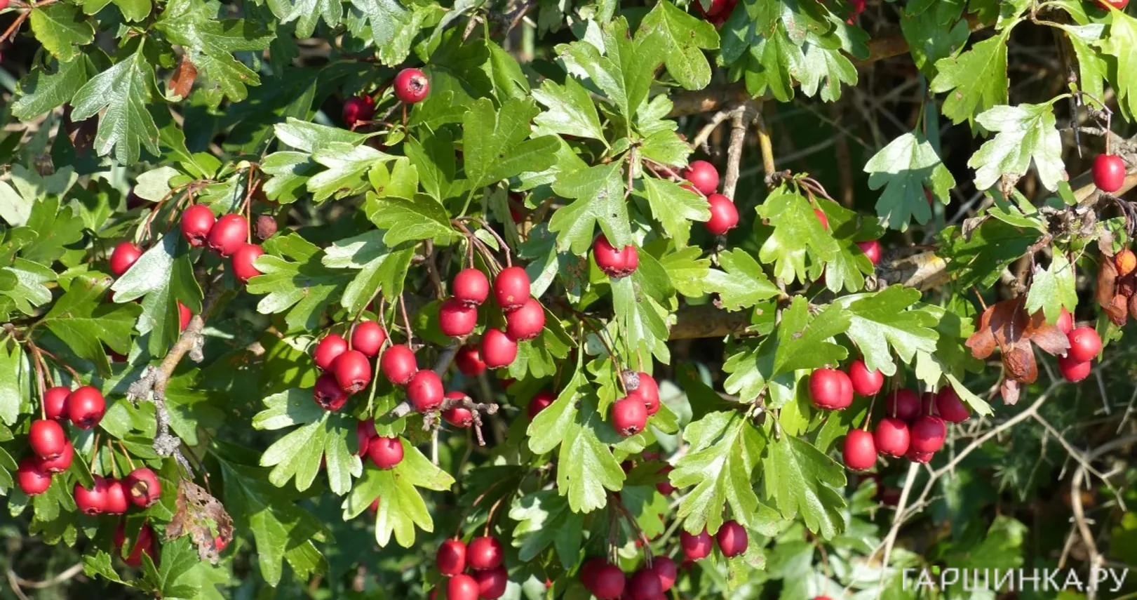 Боярышник однопестичный