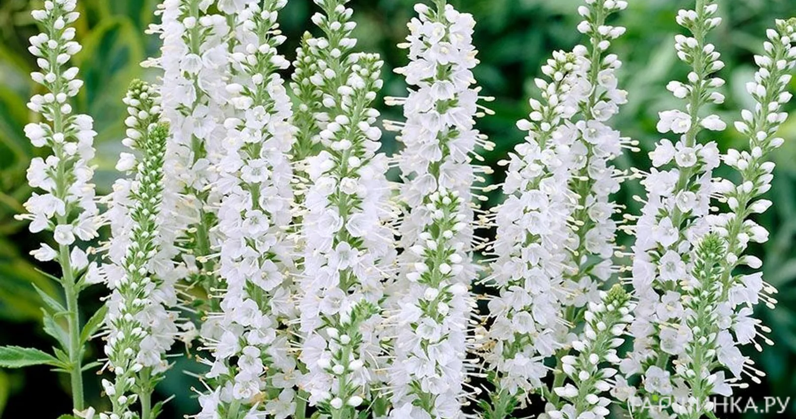 Вероника Айсикл