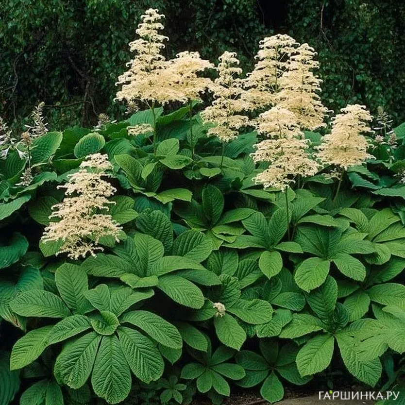 Роджерсия конскокаштанолистная