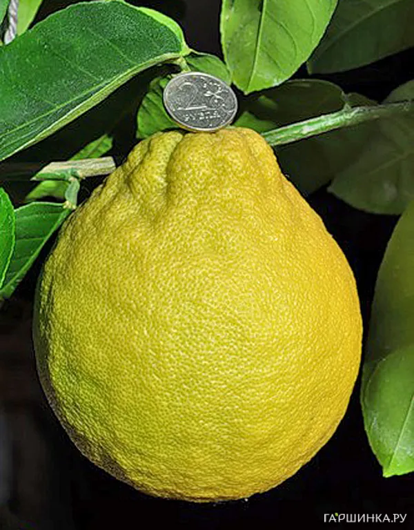 Лимон Юбилейный