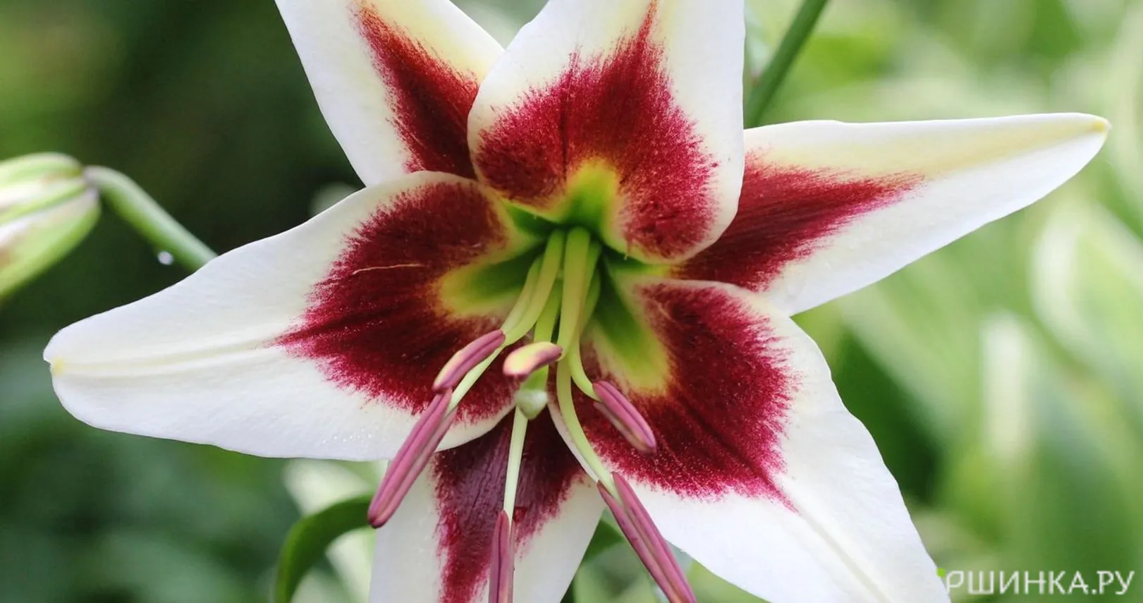 Лилия Лесли Вудрифф ОТ-гибрид