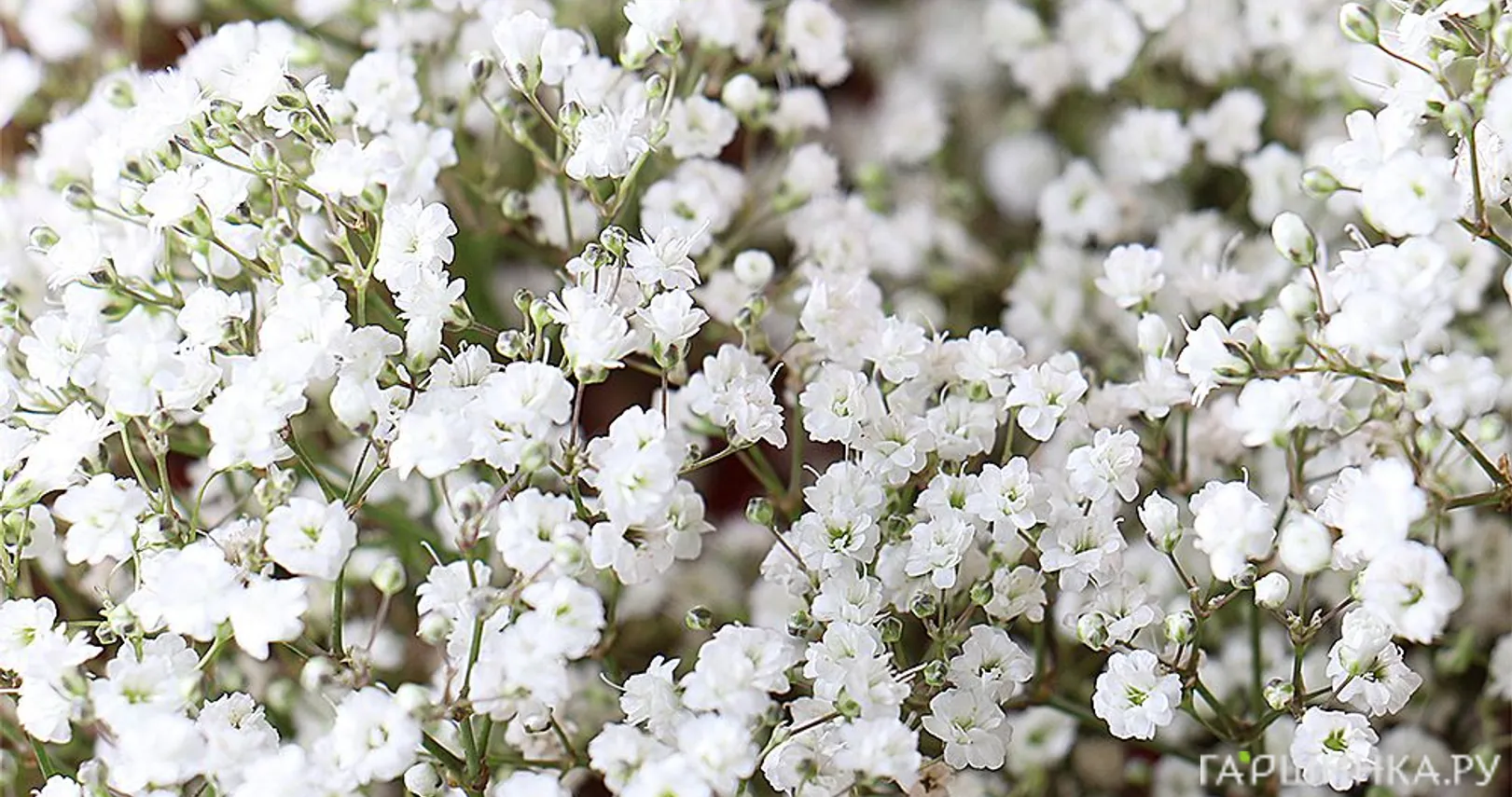 Гипсофила метельчатая белая