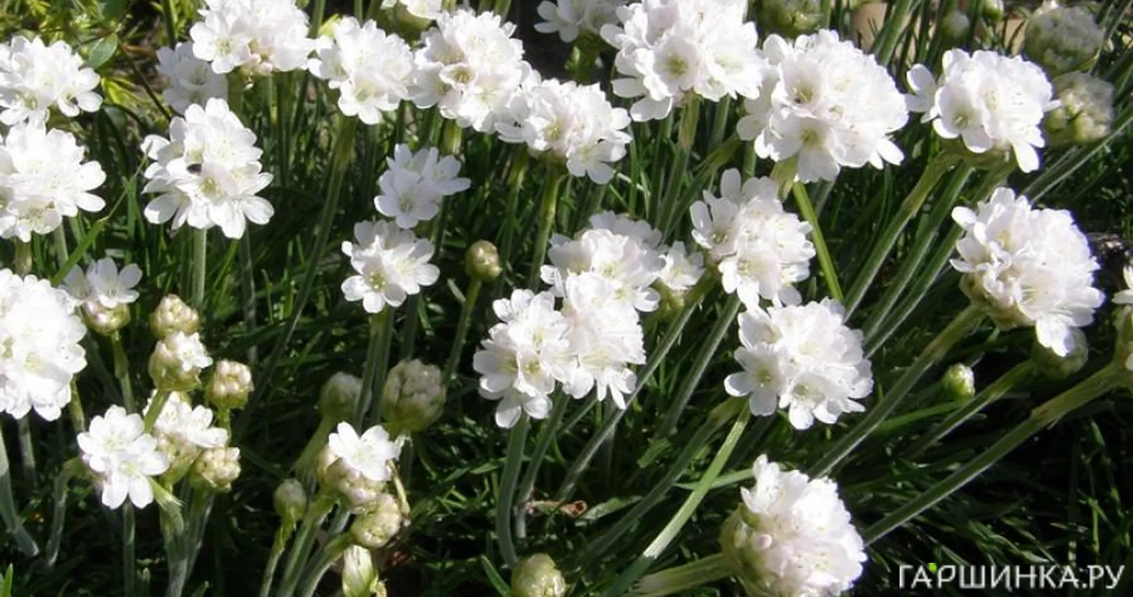 Армерия приморская Альба