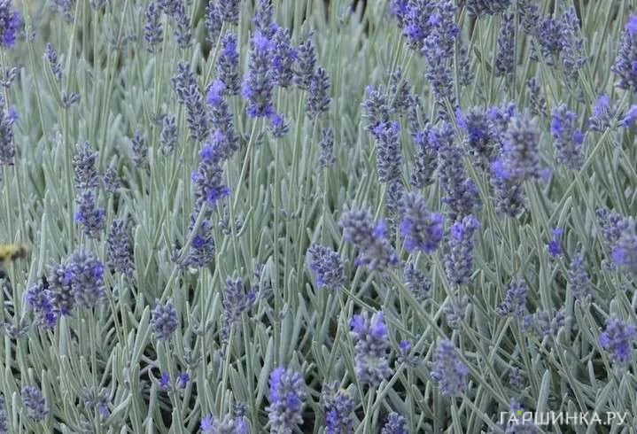 Лаванда Сильвер Мист