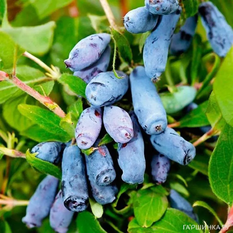 Жимолость Бореалис