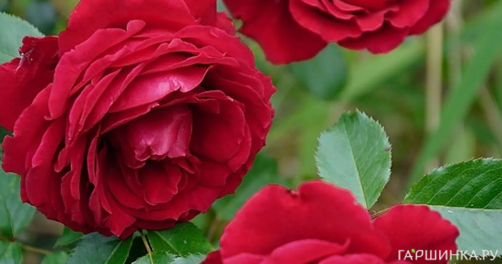 Роза Карри, Харкнесс (лиц)