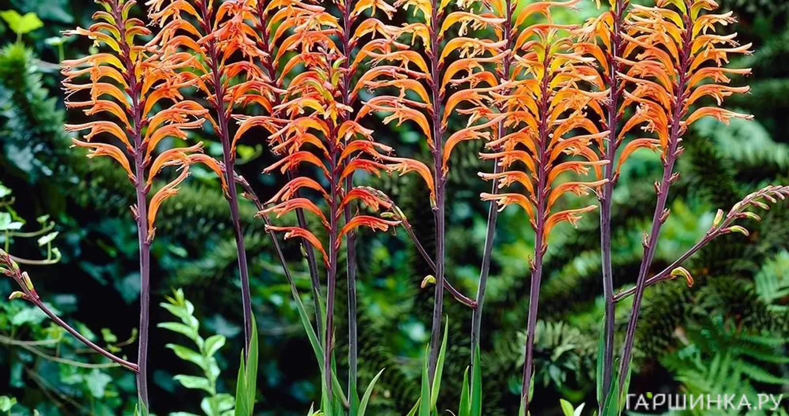 Хазманта Дакети