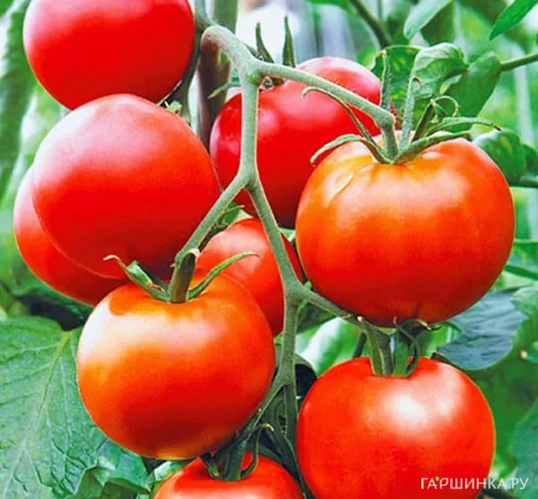 Томат Надежда F1 15шт