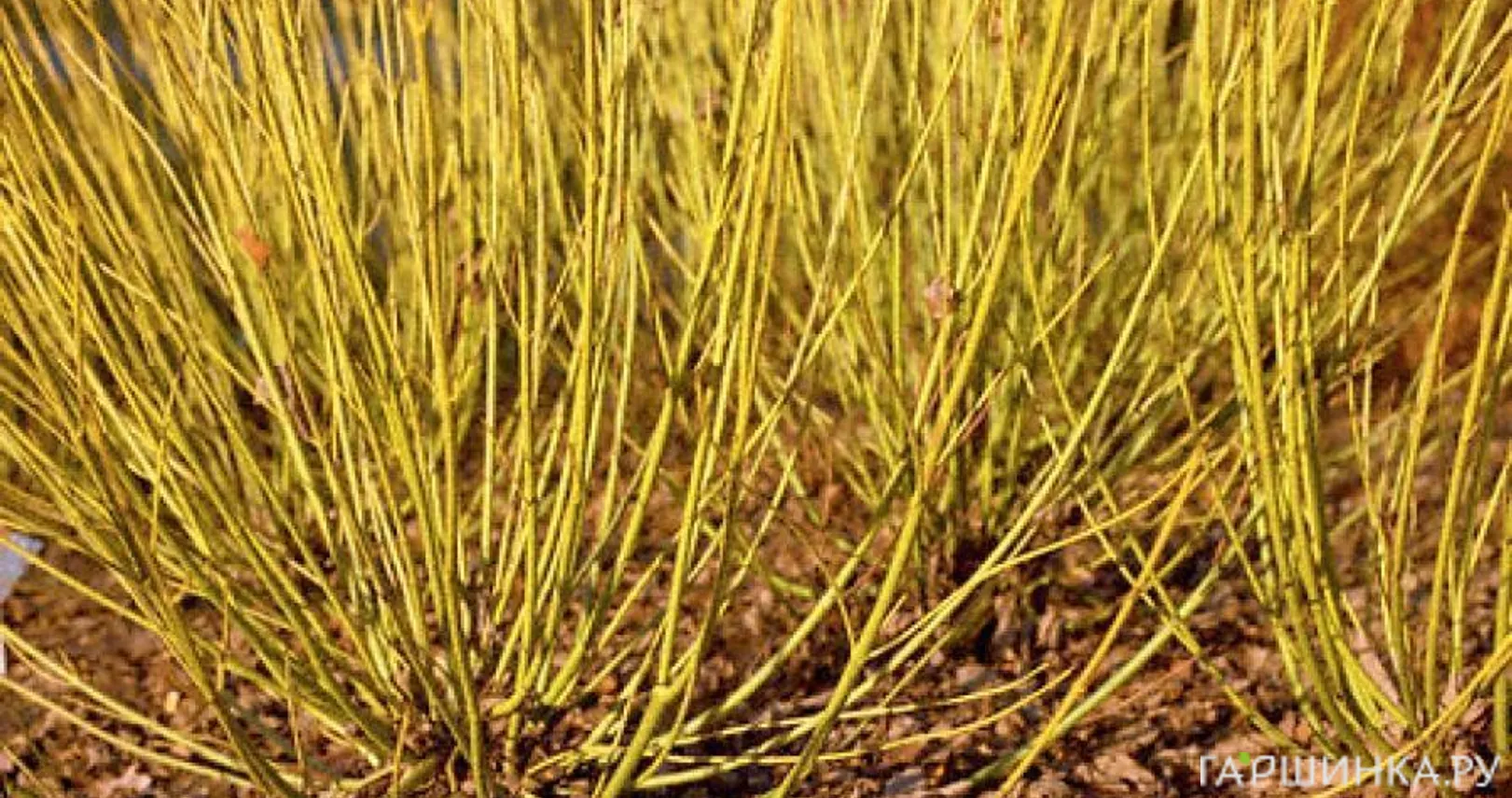 Дерен Флавирамеа