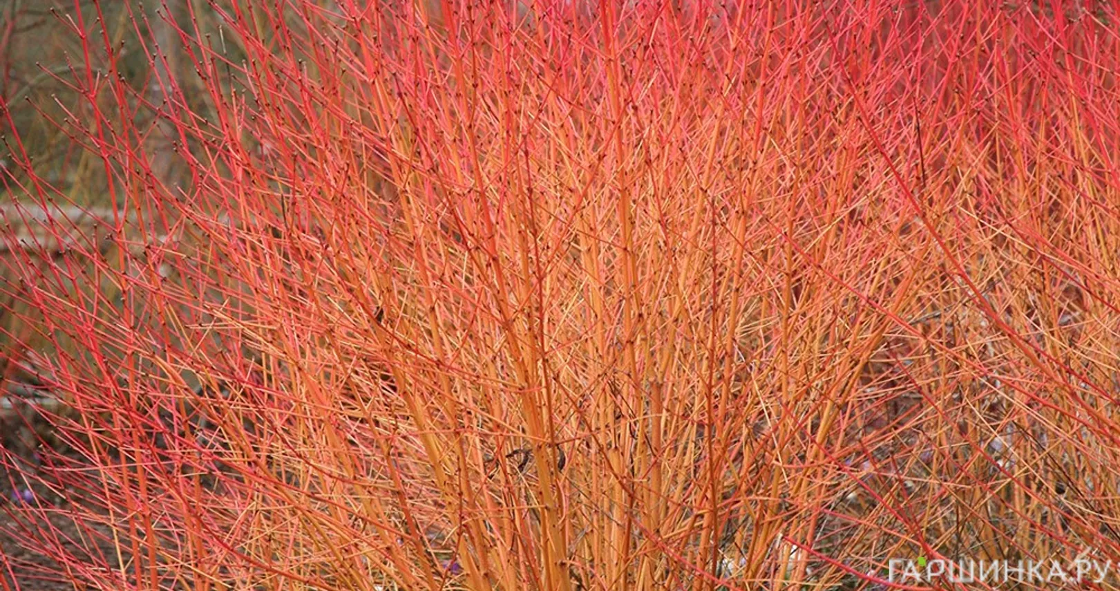 Дерен Мидвинтер Фаер