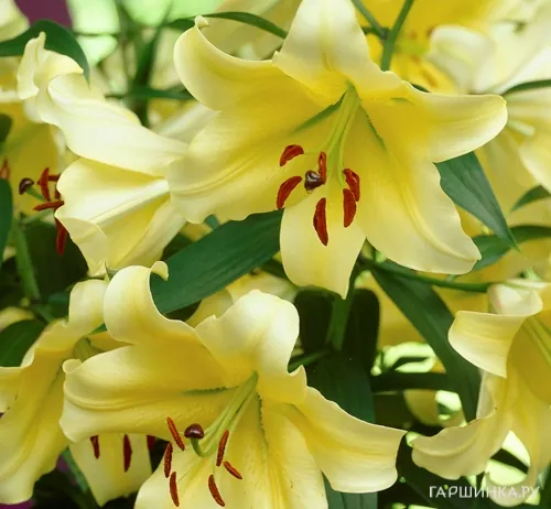 Лилия Еллоуин ОТ-гибрид желтая