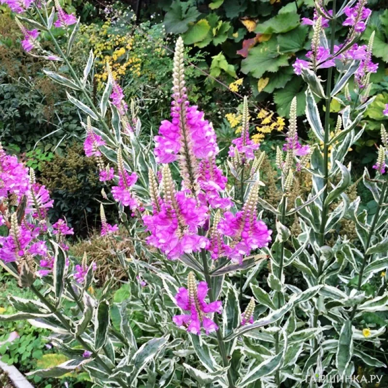 Физостегия Вариегата виргинская