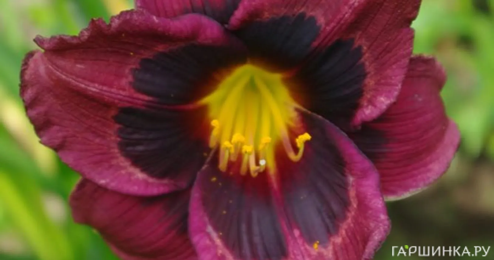 Лилейник Вупи