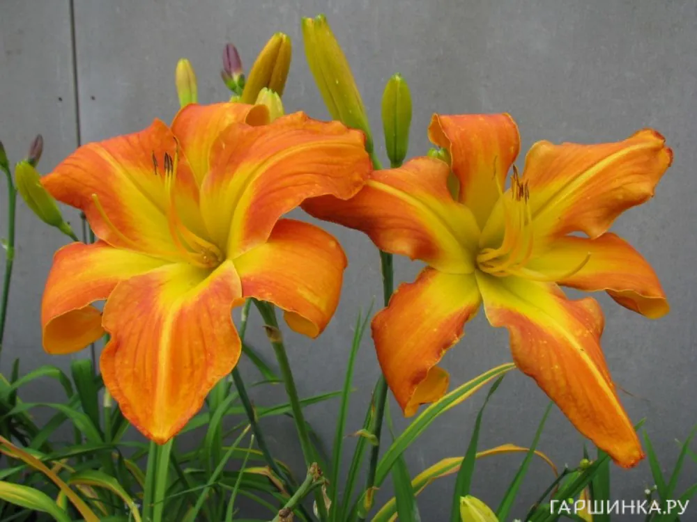 Лилейник Каррик Уилдон