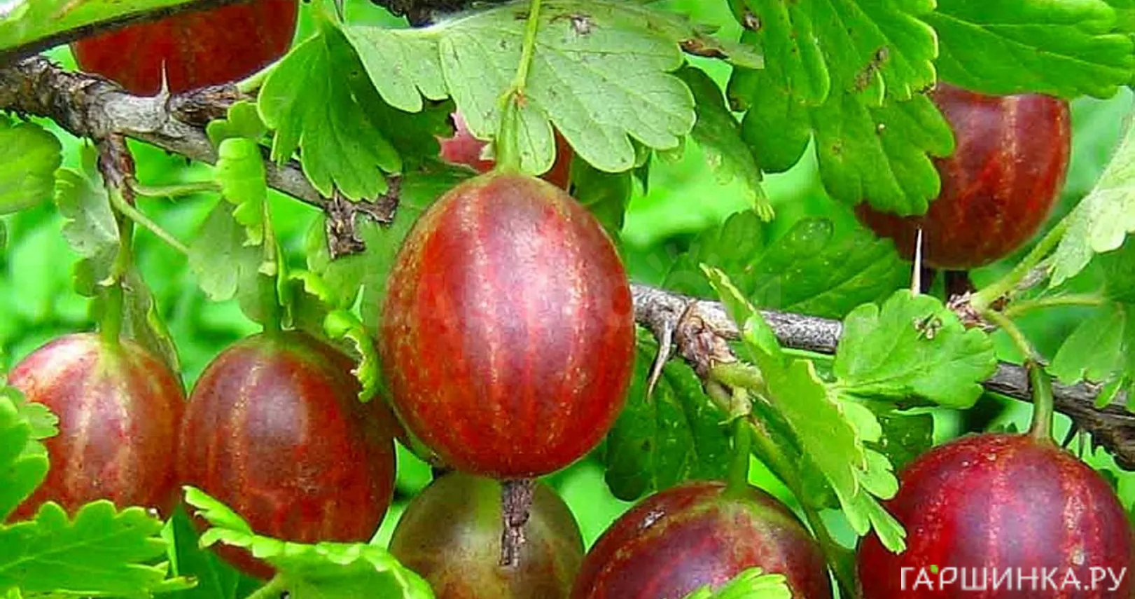 Крыжовник Майский герцог