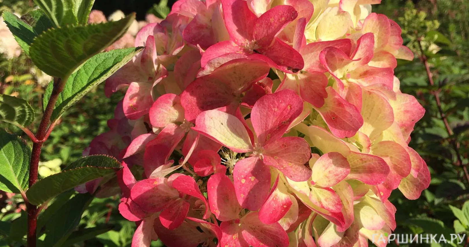 Гортензия Граффити метельчатая