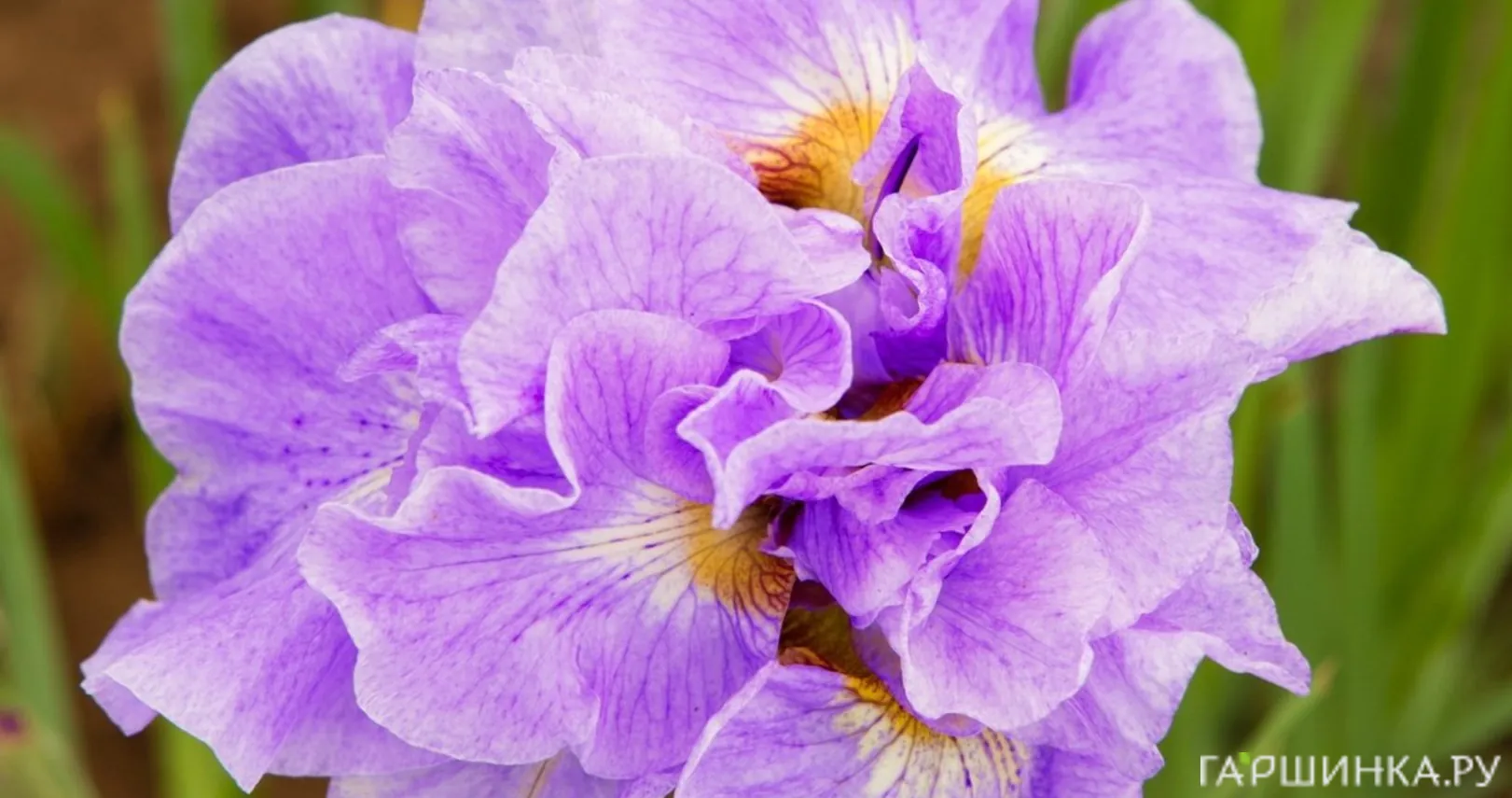 Ирис сибирский Хэвинг Фан