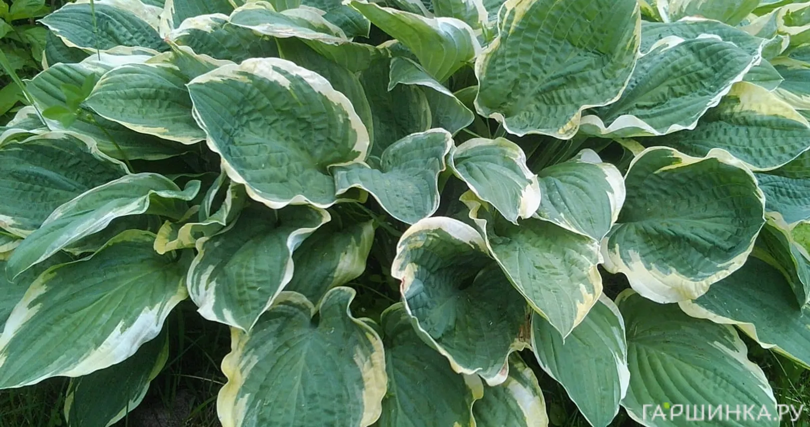 Хоста Крисмос Три (ML)