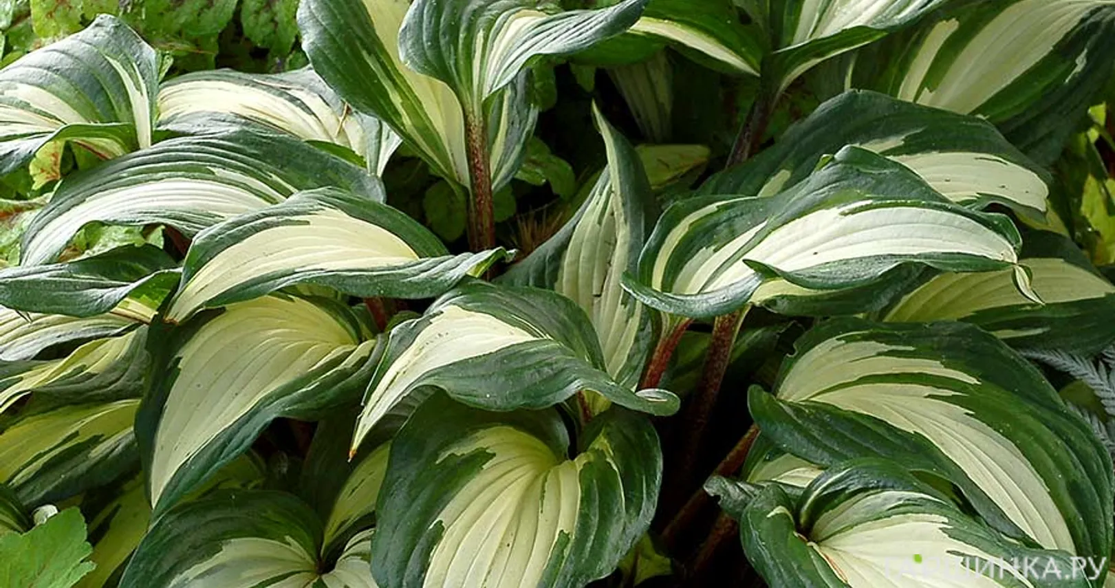 Хоста Распбери Сандей (M)