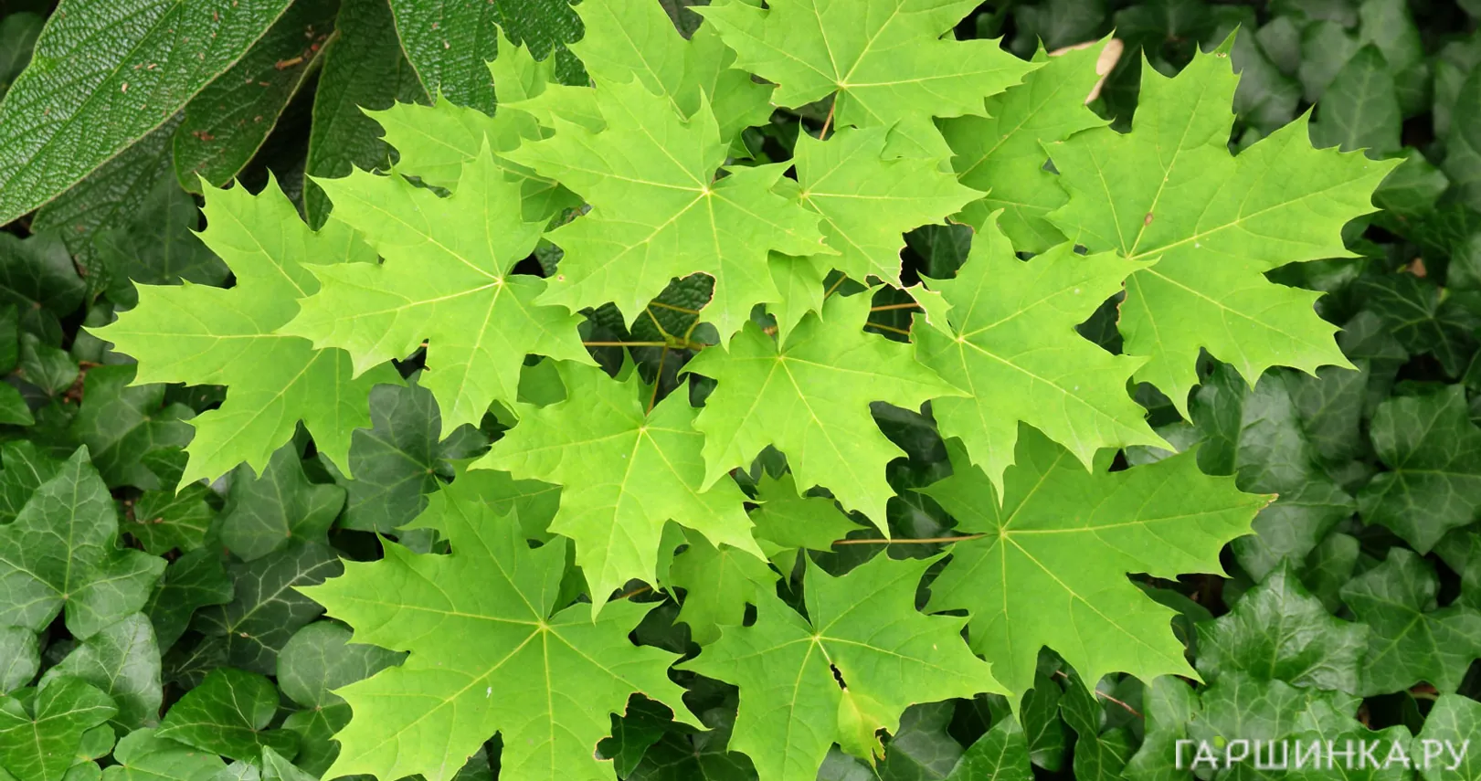 Клен остролистный