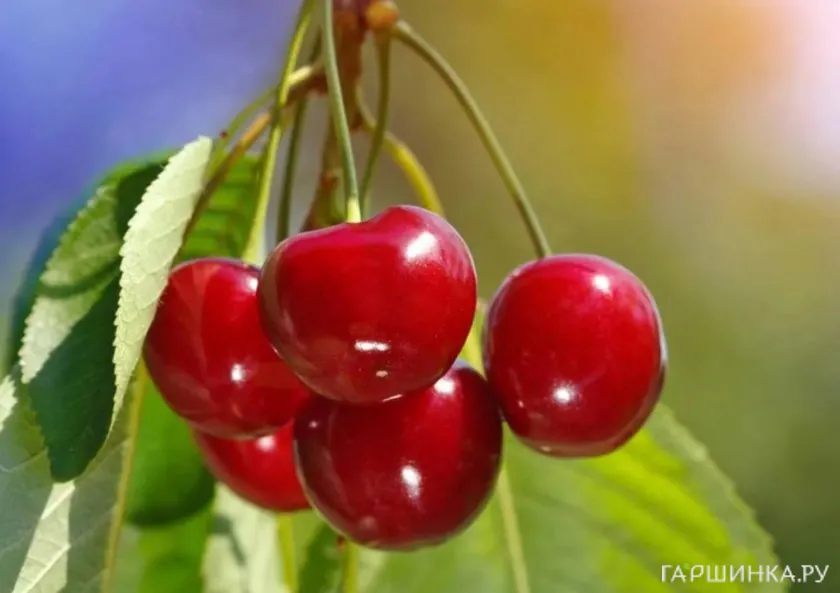 Черешня Красная