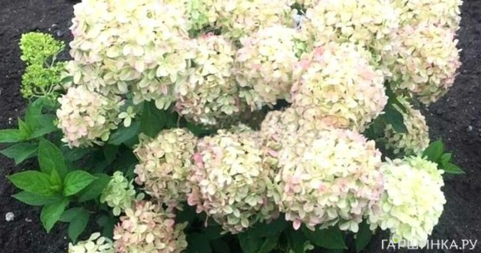 Гортензия Литл Пассион (Маленькая Страсть) метельчатая