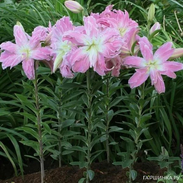 Лилия Лотус Элеганс восточная махровая