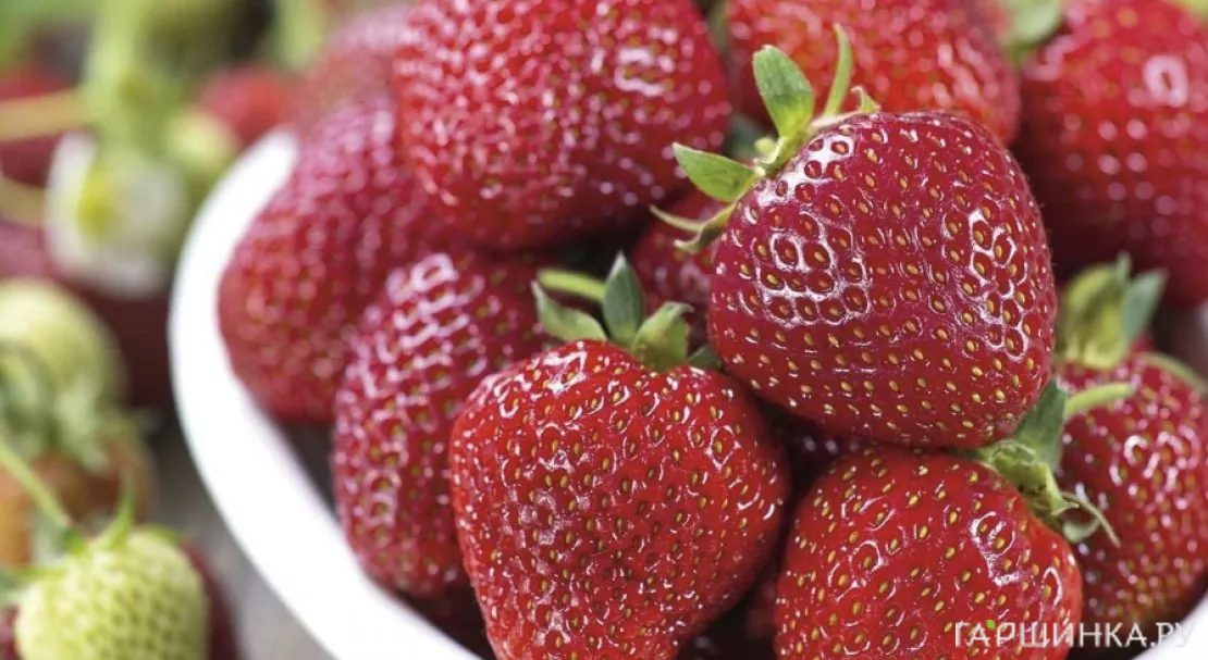 Клубника Мара де Буа ремонтантная