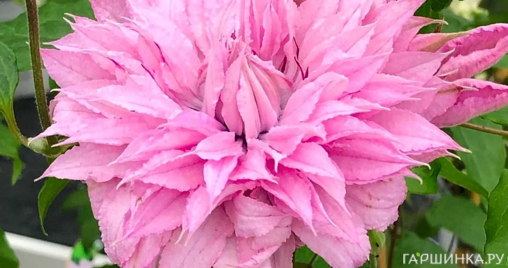 Клематис Мульти Пинк махровый (2)