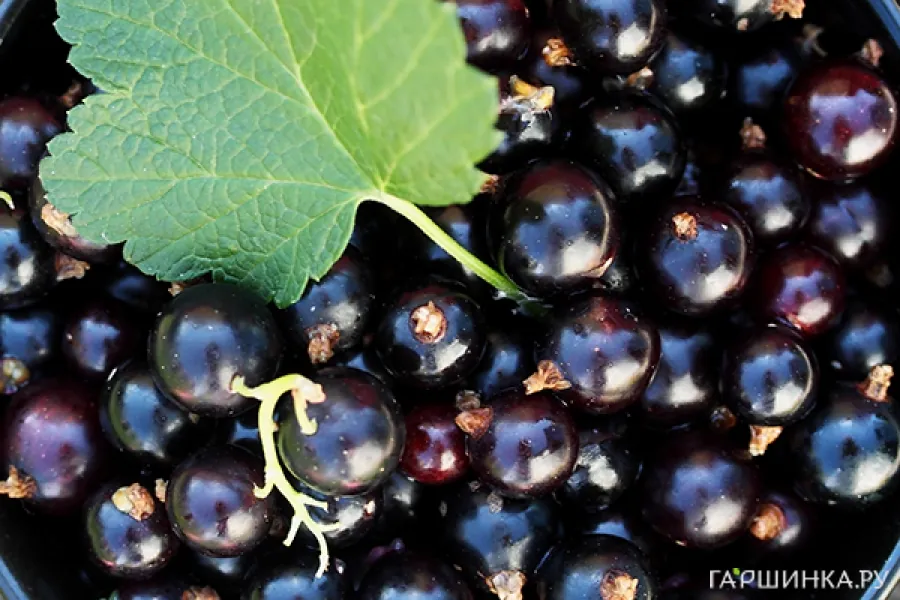 Смородина Несравненная