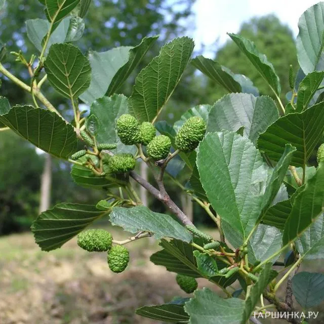 Ольха серая