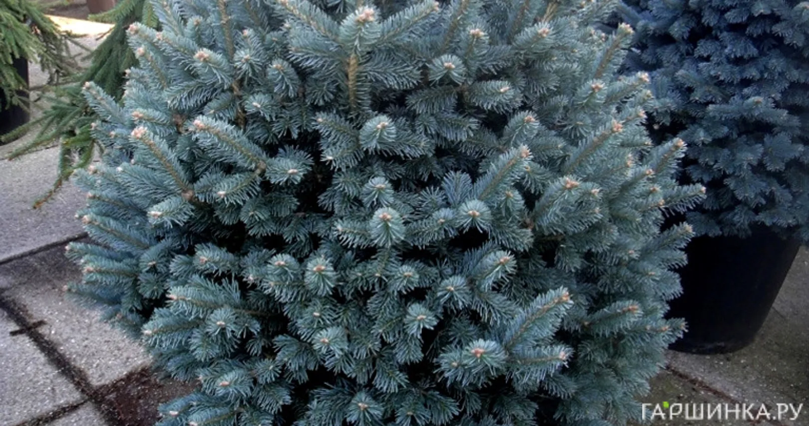 Пихта субальпийская Компакта