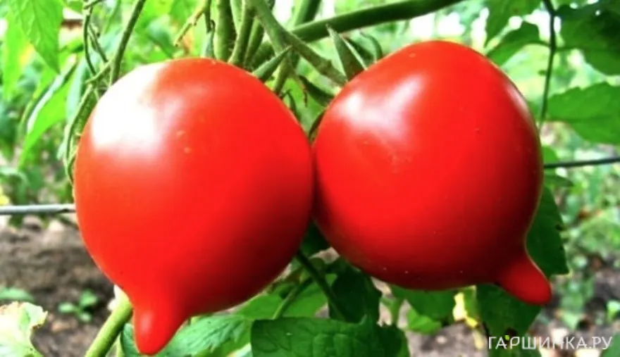 Томат Примадонна F1 15шт