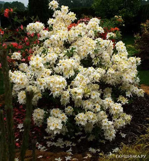 Рододендрон (Азалия) Шнееголд