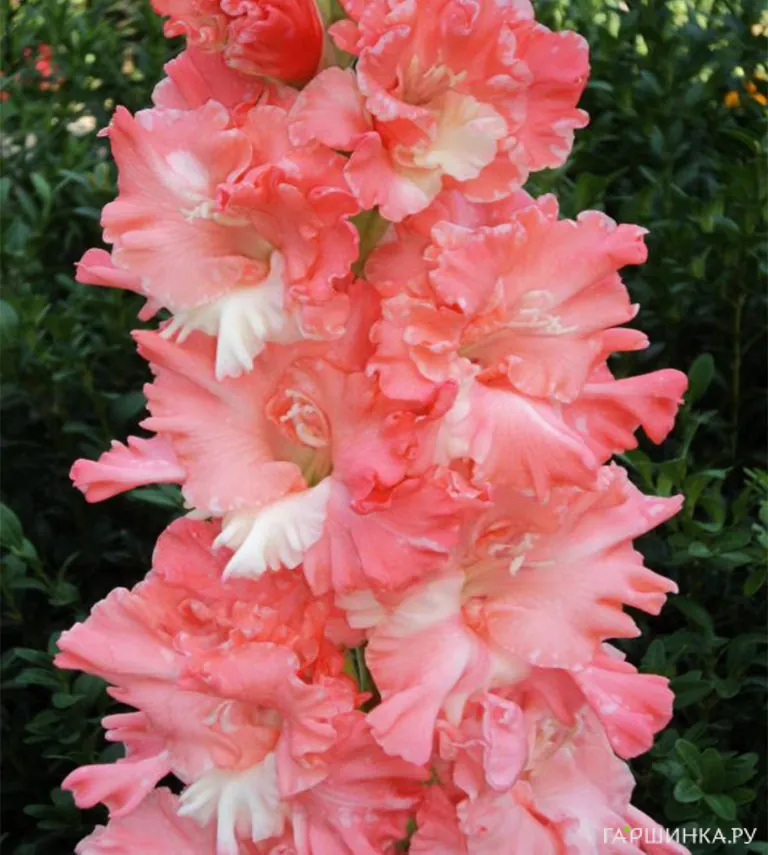 Гладиолус Розовый фламинго