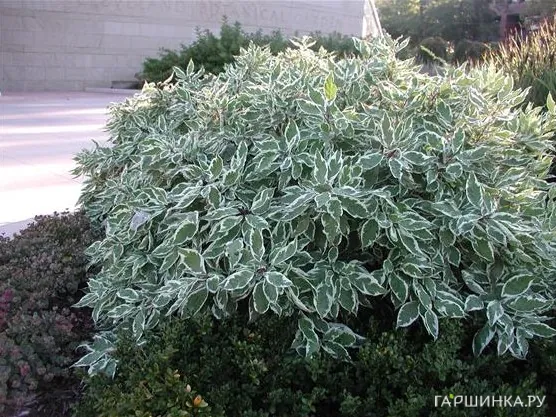 Дерен Сибирика Вариегата