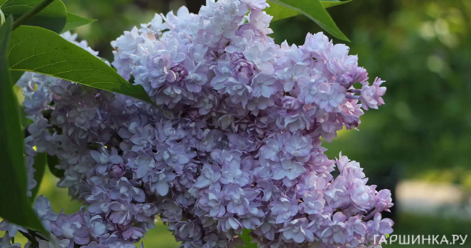 Сирень Виктор Лемуан