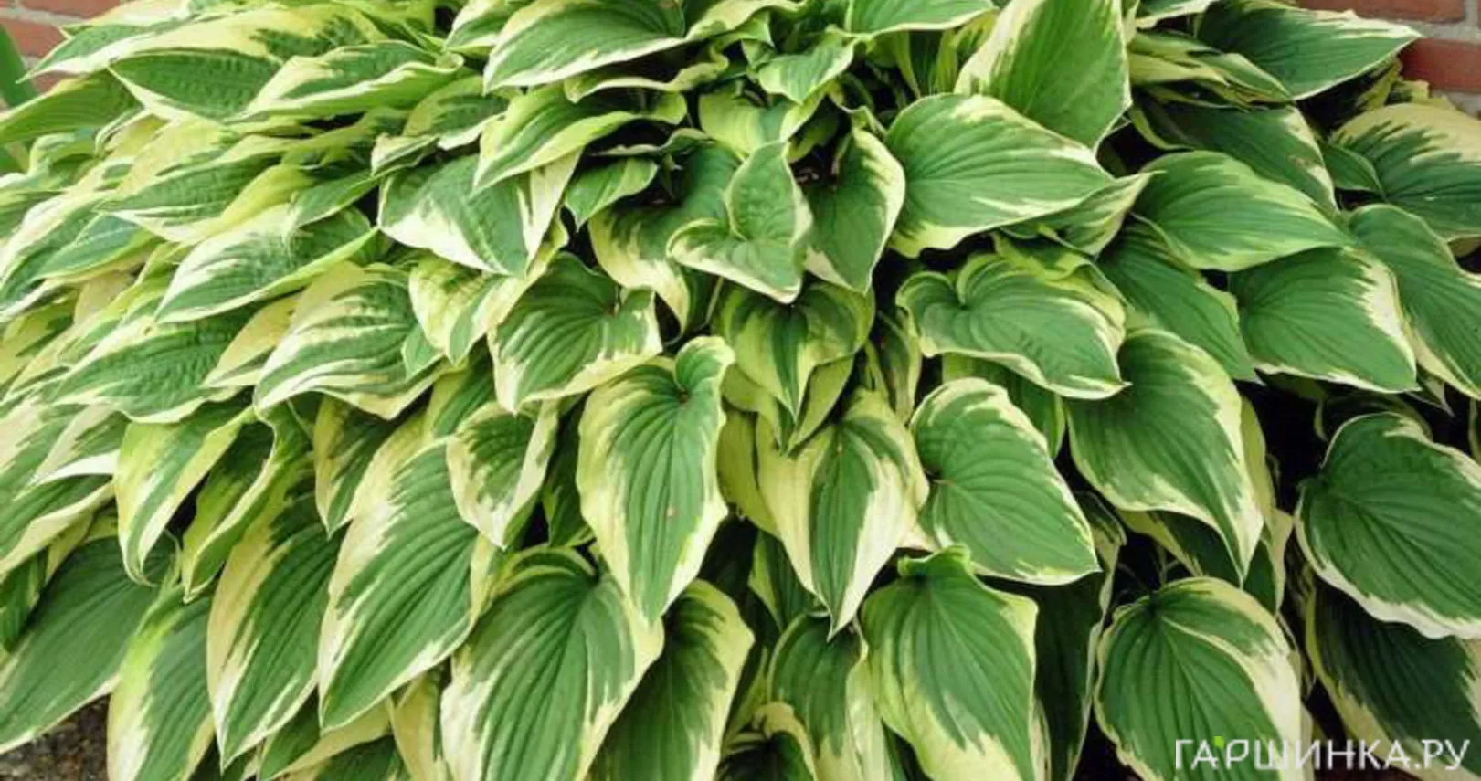 Хоста Антиох (ML)