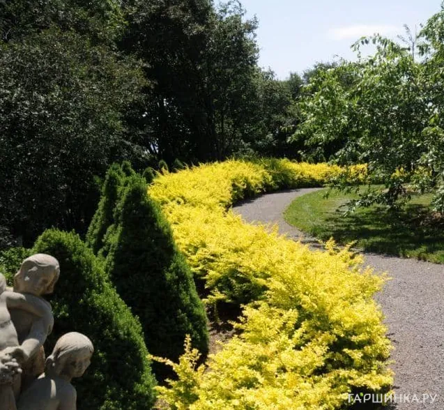 Живая изгородь: Барбарис Ауреа 10шт