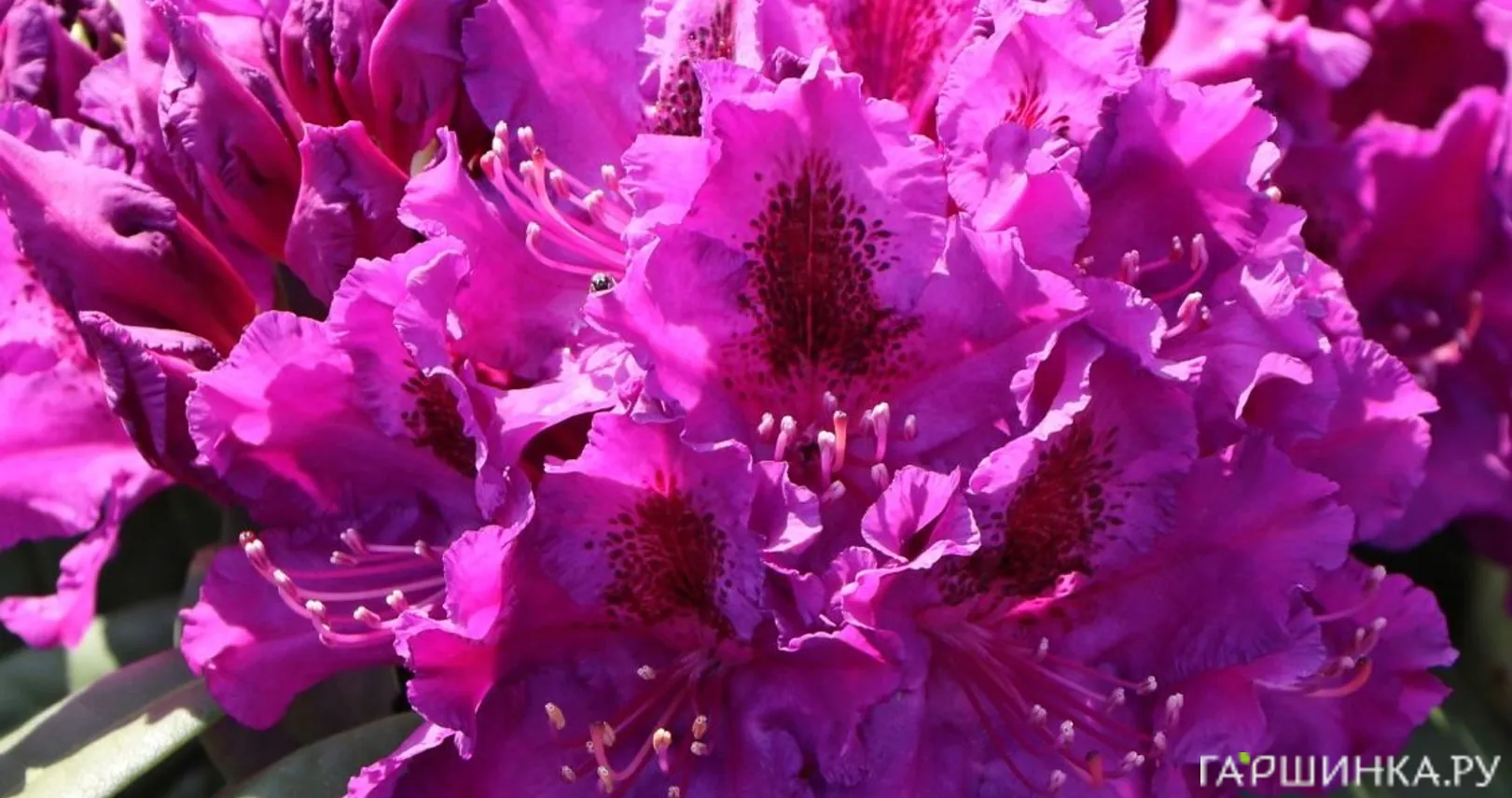 Рододендрон Азурро