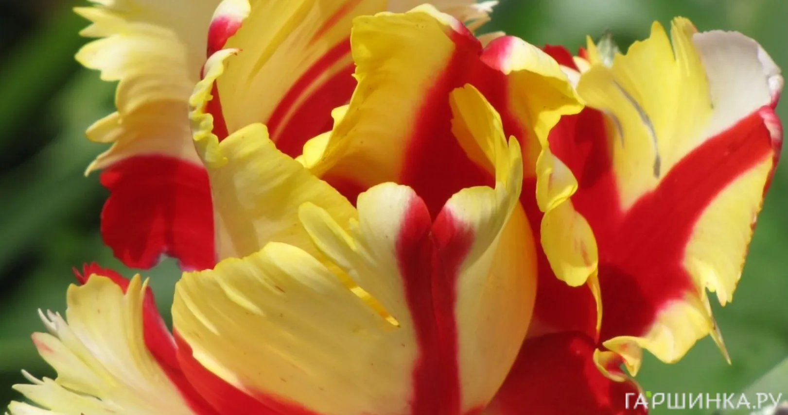 Тюльпан Флэминг Пэррот попугайный 5шт