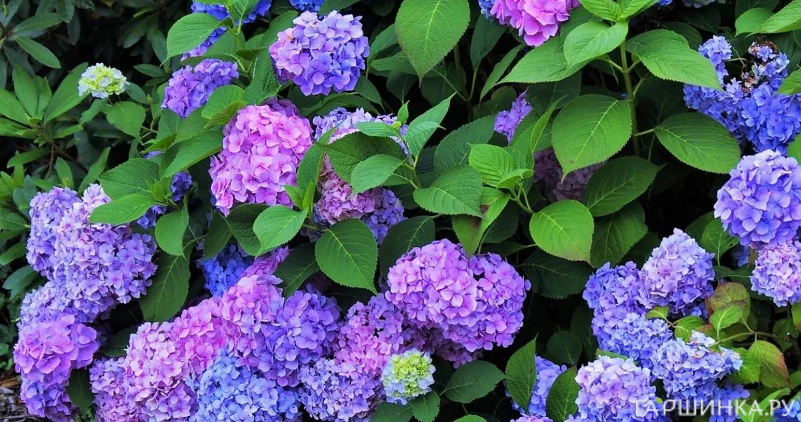 Гортензия Рената Штейнигер крупнолистная (макрофила)